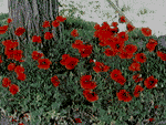 16.gif