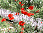5.gif