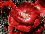 7.gif